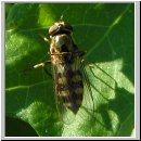 Platycheirus peltatus - Schwebfliege w01.jpg